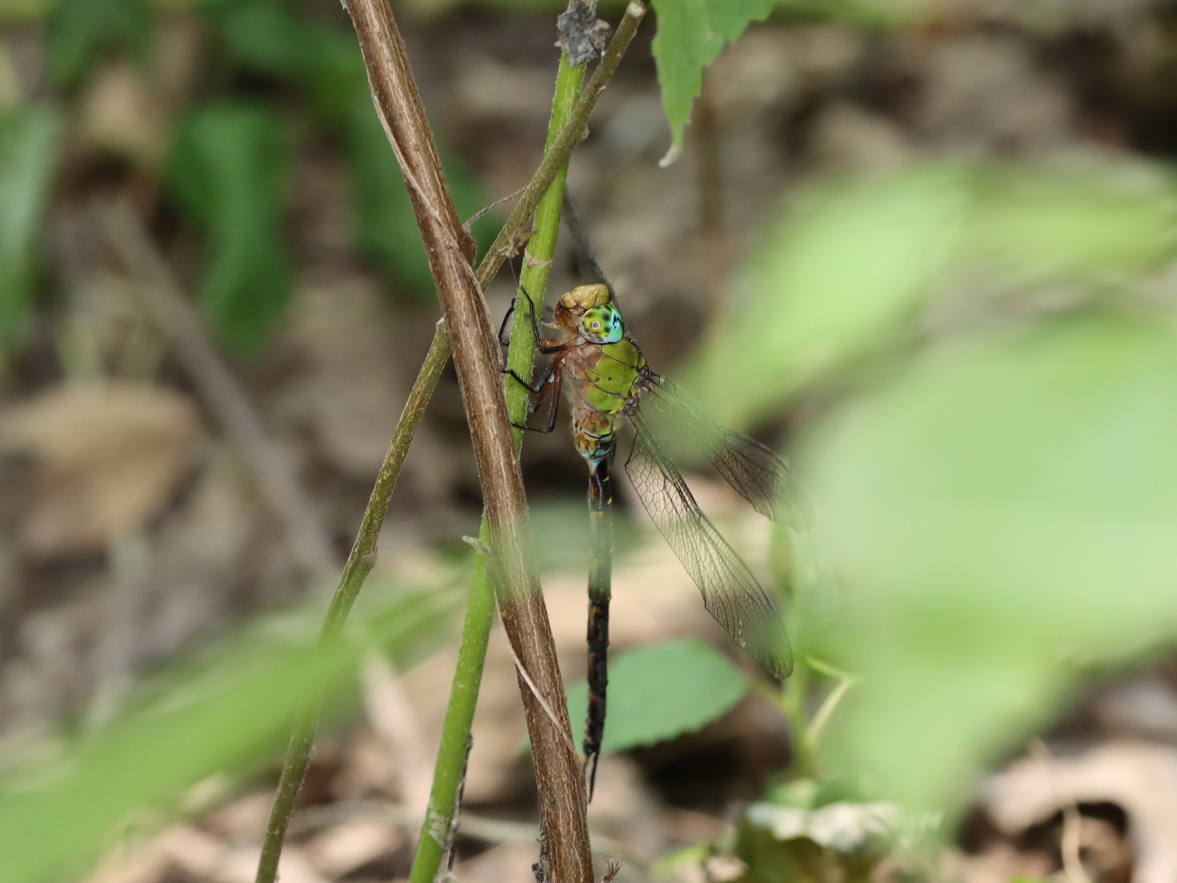 photo_1